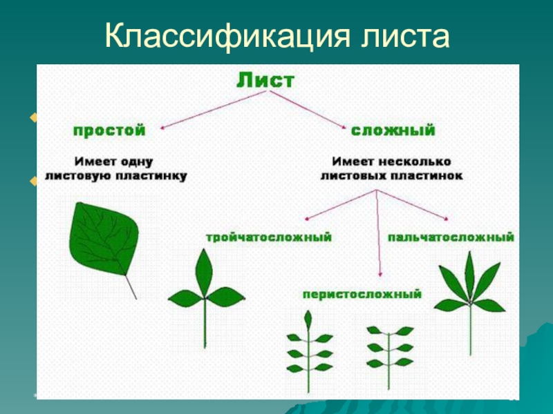 Простые листья могут быть