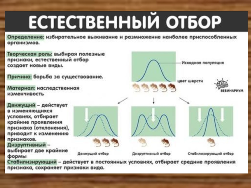 Эволюция земли и естественный отбор проект по биологии