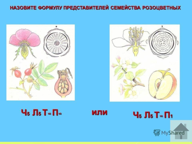 Диаграмма цветка розы 6 класс биология