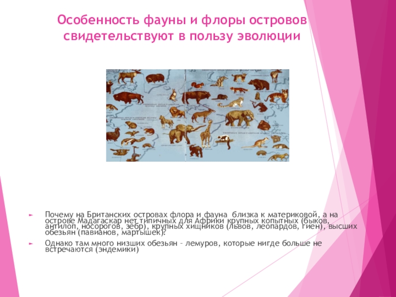 биогеографические доказательства эволюции таблица. признаки фауны. животные степи презентация. животный мир степи в россии. особенности животного мира омска.
