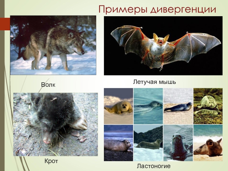 Примером дивергенции является. Примером дивергенции является. Дивергенция примеры. Примеры дивергенции в биологии. Дивиргенцияпримеры животных.