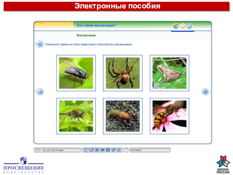 Отметь насекомых. Отметь только насекомых окружающий мир 2. Интернет магазин электронные пособия. Отметь только насекомых окружающий мир 2 класс. Отметь только насекомых ответ.