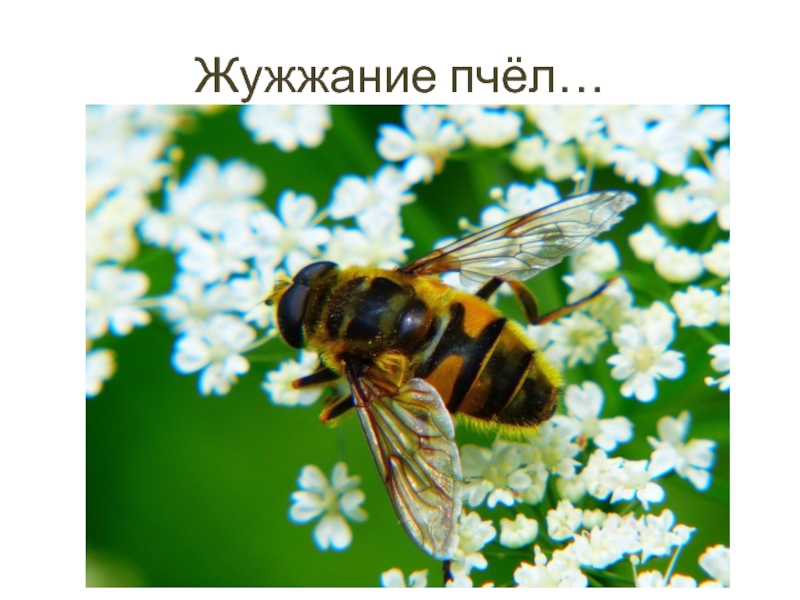 Жужжание