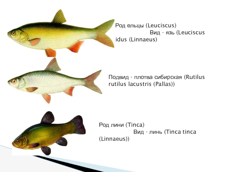 Рыбы красноярска фото с названием