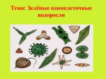 Презентация по биологии на тему: Одноклеточные зеленые водоросли (6 класс)