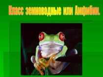 Презентация по биологии Земноводные