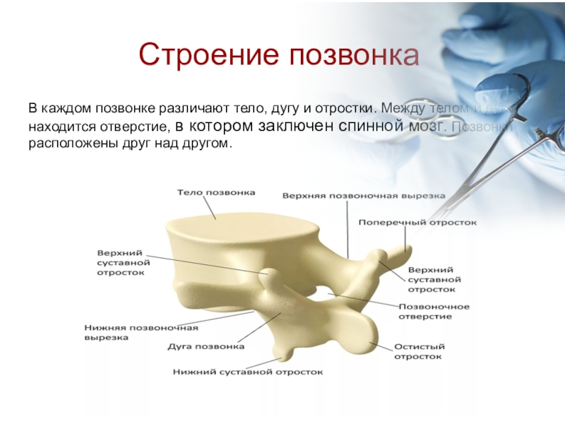 Каждый позвоночник состоит из тела и дуги. В позвонке различают. Тело и дуга позвонка. В позвонке различают тело дуга и отростки. Тело позвонка дуга позвонка.