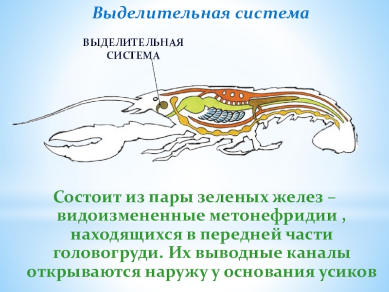 Выделительная система животного изображенного на рисунке представлена зелеными железами