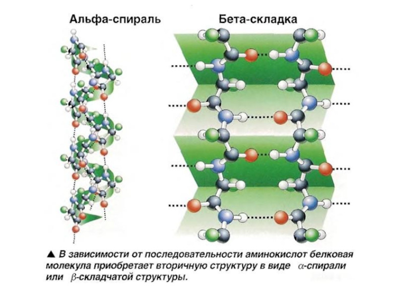 Спираль белков. Бета структура вторичной структуры белка. Вторичная структура белка Альфа спирали бета складки. Бета слой вторичной структуры белка. Альфа и бета спираль вторичной структуры белка.