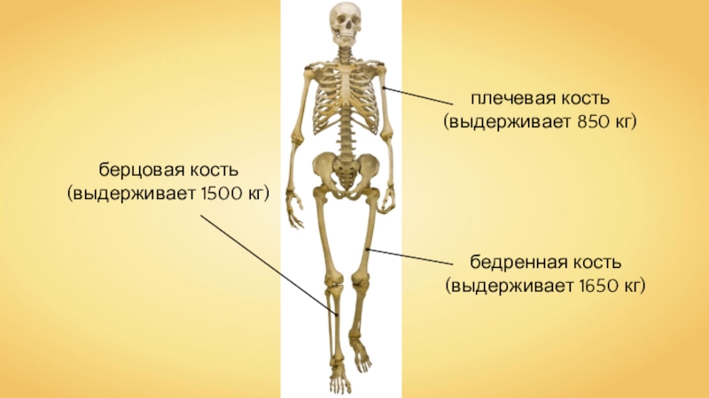 Самые сильные кости