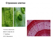 Презентация по теме Строение клетки