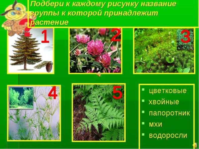 Цветковые хвойные. Папоротники хвойные цветковые. Цветковые растения России. Папоротники занесенные в красную книгу. Виды растений цветковые хвойные.