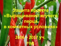 Выращивание жгучего перца в комнатных условиях (7 класс)