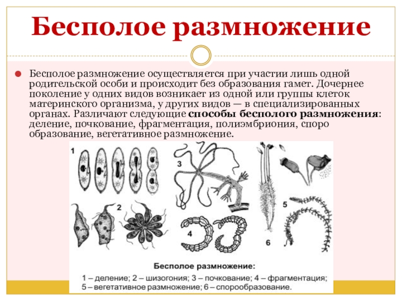 Описание процесса размножения. Биология 6 класс формы бесполого размножения схема. Бесполое размножение организмов. Типы бесполого размножения живых организмов. Способы бесполого размножения.