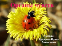 Презентация по биологии на тему Органы чувств человека (8 класс)