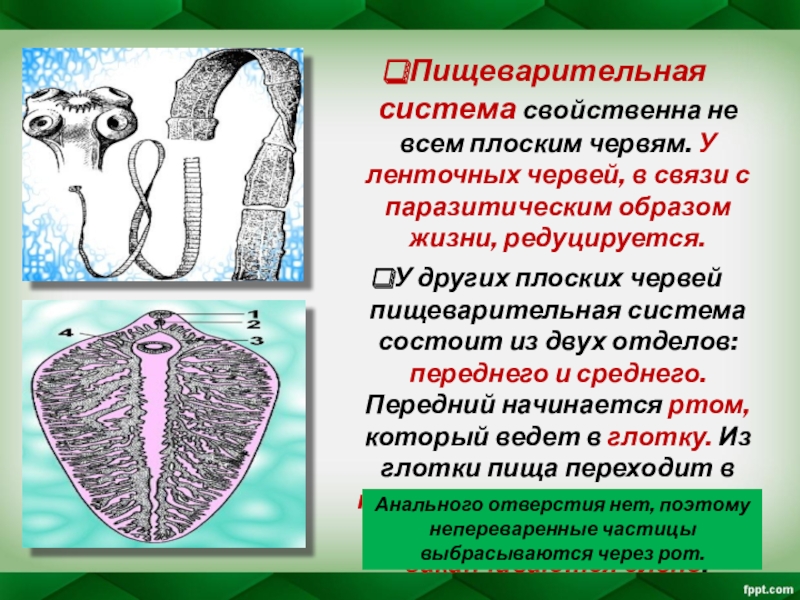 Системы паразитических червей. Пищеварительная система ленточных червей. Ленточные черви строение пищеварительной системы. Пищеварительная система ленточных червей 7 класс. Пищеварительнаяистема ленточных червей.