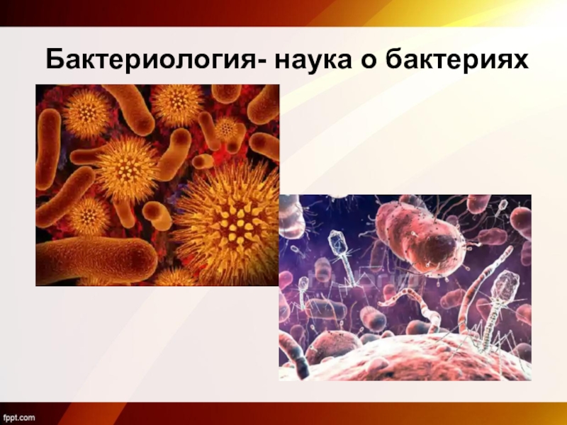 Урок в классе по биологии фгос. Бактериология это наука о. Наука изучающая микроорганизмы. Что изучает бактериология. Наука о микробах.