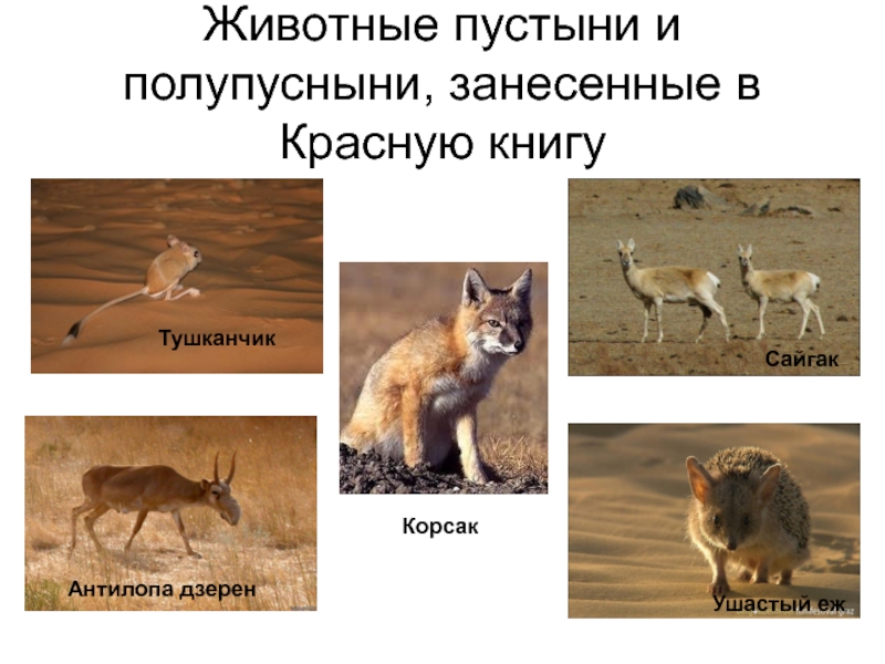 красная книга животное пустыни. исчезающие животные пустыни. животные красной книги арктической пустыни. типичные животные пустынь. обитатели пустыни россии.