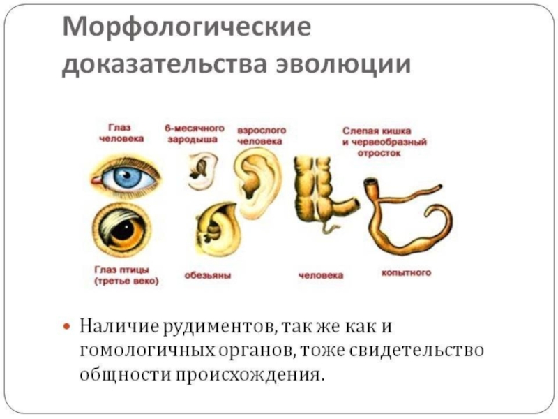 Основные доказательства. Сравнительно морфологические доказательства эволюции. 3.Морфологические доказательства эволюции. Морфологическое доказательство теории Дарвина. Таблица доказательства эволюции эмбриологические морфологические.