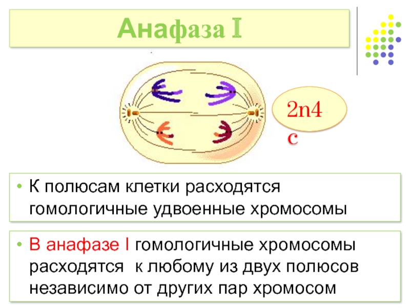 Мейоз анафаза 2 набор хромосом. Хромосомы расходятся к полюсам клетки. Гомологичные хромосомы расходятся к полюсам клетки в. Анафаза 2 хромосомы. Гомологические хромосомы расходятся к полюсам клетки в.