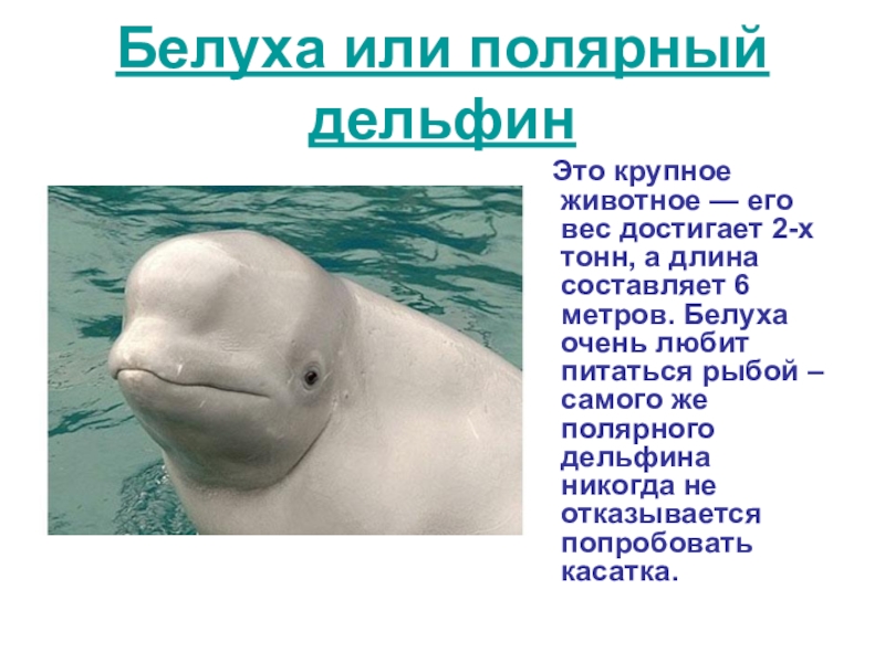 К какой группе океана относится белуха. Вес Белухи кита. Дельфин Белуха эхолокация. Полярный Дельфин Белуха. Белуха фото.
