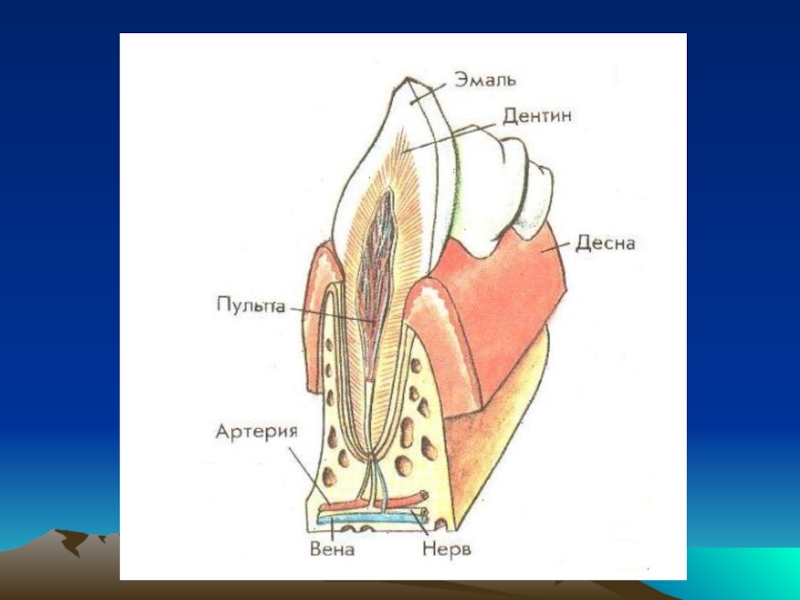 Внутреннее строение зуба рисунок