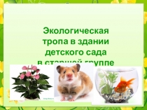 Экологическая тропа в здании детского сада в старшей группе