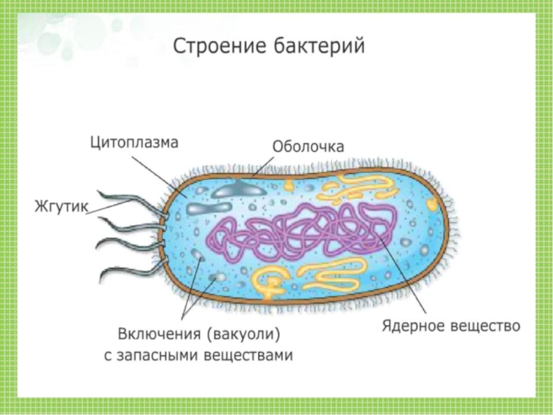 Рисунки на биологию 6 класс