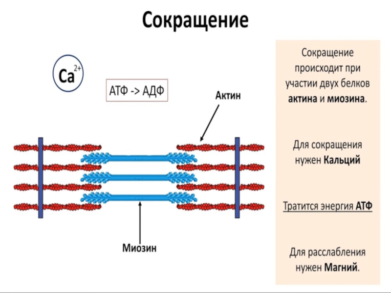 Сокращение актина и миозина. Строение саркомера мышечного волокна. Актин миозин АТФ. Миофибриллы актин миозин. Структура саркомера и механизм сокращения мышечного волокна.