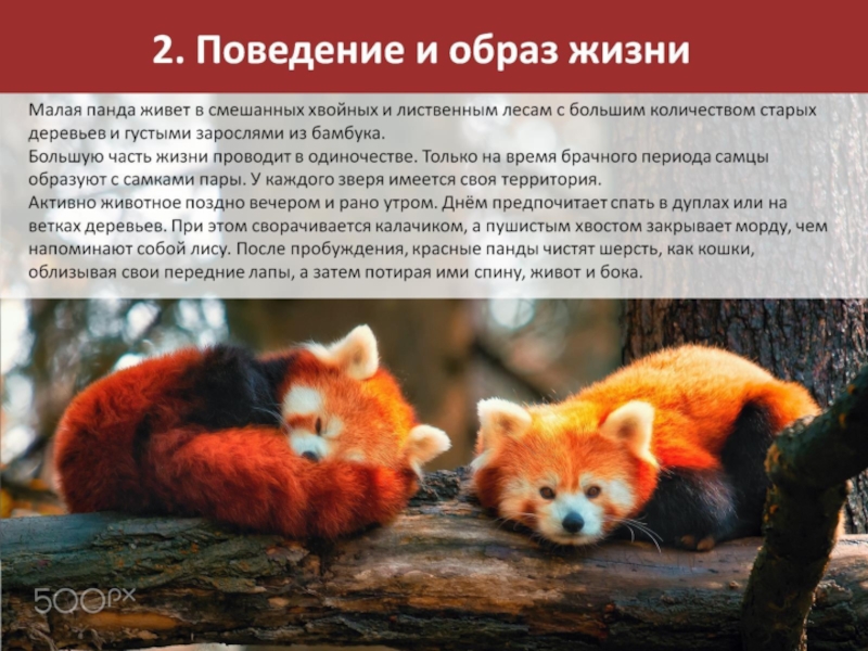 Проект животные красной книги 6 класс