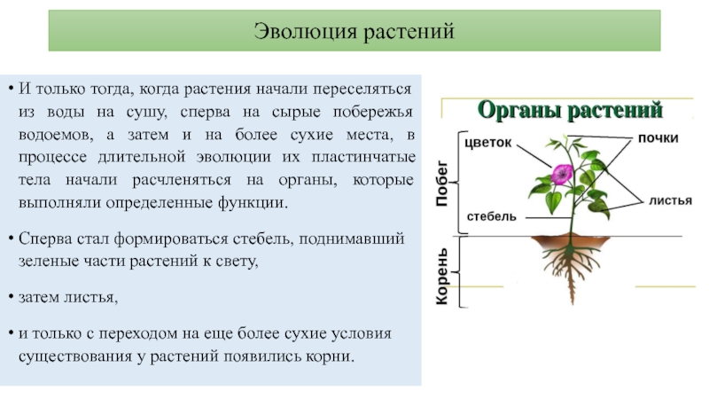 В чем заключается процесс развития для растения. Морфология растений. Эволюция цветка. Развитие цветка. Морфология растений презентация.