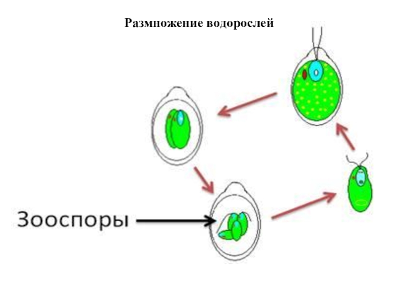 Размножение клеток водорослей. Размножение водорослей хламидомонада. Бесполое размножение хламидомонады. Зооспоры хламидомонады. Размножение водорослей схема.