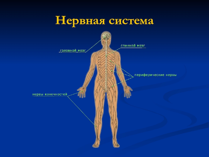 8 класс биология презентация на тему общий обзор организма