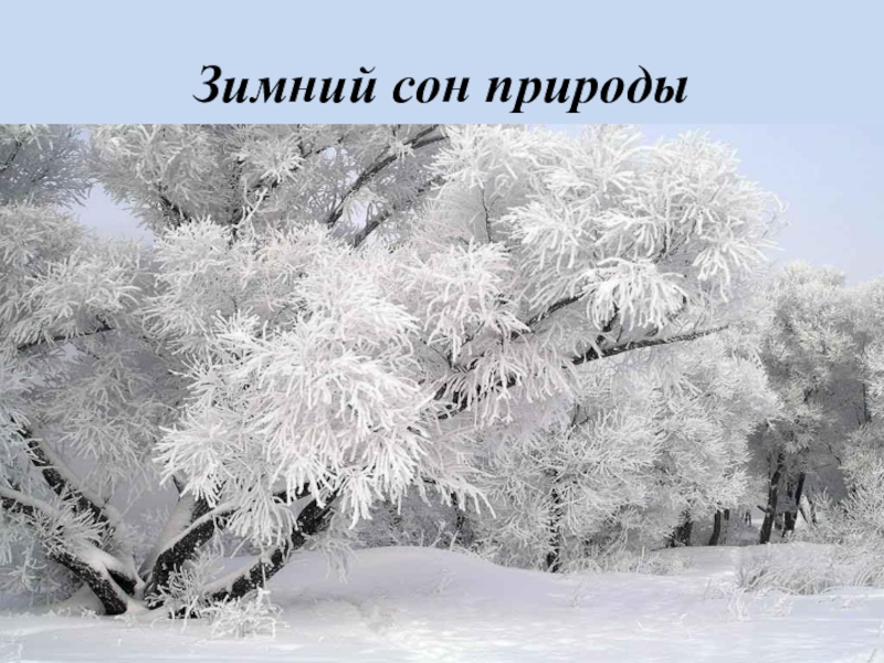 Поет зима. Поёт зима аукает мохнатый лес. Мохнатый лес. Зимний сон природы.