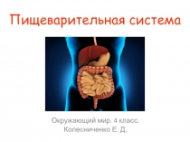 Презентация к уроку окружающего мира Пищеварительная система человека