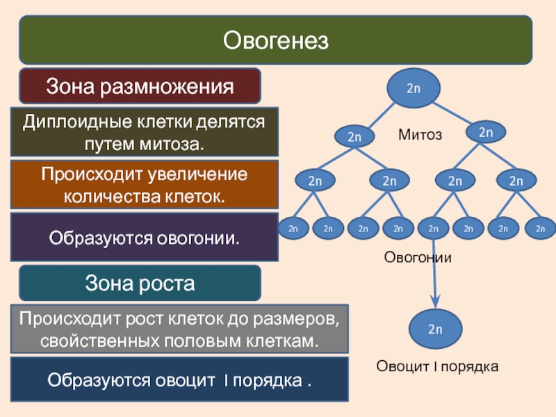 Диплоидные клетки. Зона размножения сперматогенез овогенез. Зона роста овогенеза. В зоне размножения клетки делятся. В период размножения сперматогенеза клетки делятся.