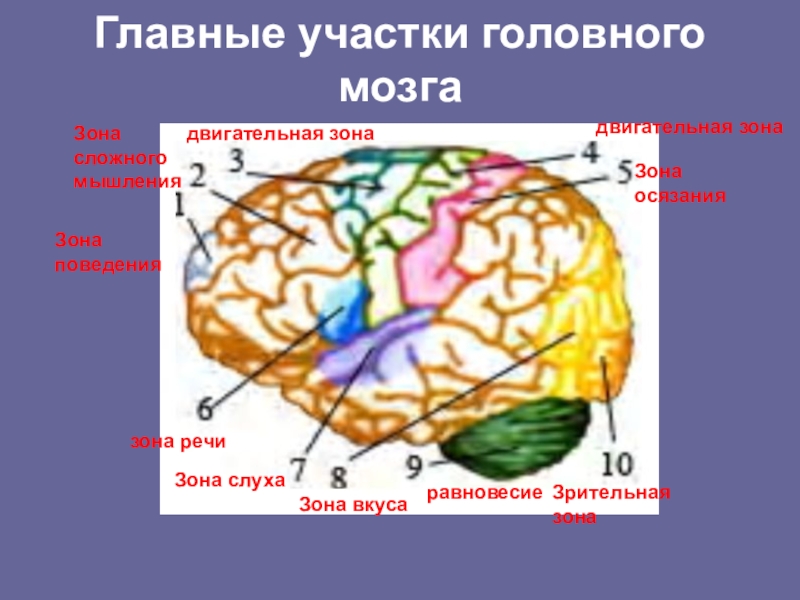 Участки мозга. Участки коры головного мозга. Главные участки головного мозга. Зоны головного мозга двигательные зона.