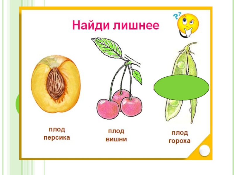 Что называют плодом. Строение плода. Строение плода для дошкольников. Строение плода растения. Рисунки плодов.