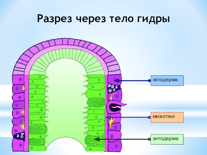 Стенка тела гидры схема