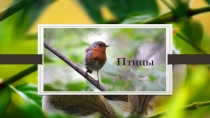 Птицы