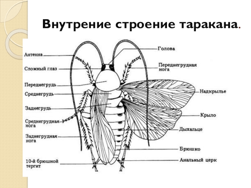 Презентация по биологии на тему тараканы