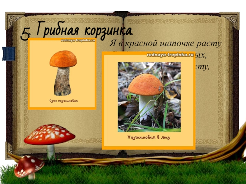 В некотором царстве грибы. В царстве грибов учебник. Царство грибов указатель. Выставка "царство грибов".. Четыре гриба.