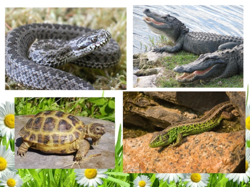 1 вид рептилий. Многообразие рептилий. Пресмыкающиеся разнообразие. Пресмыкающиеся фотоколлаж. Рептилии коллаж.