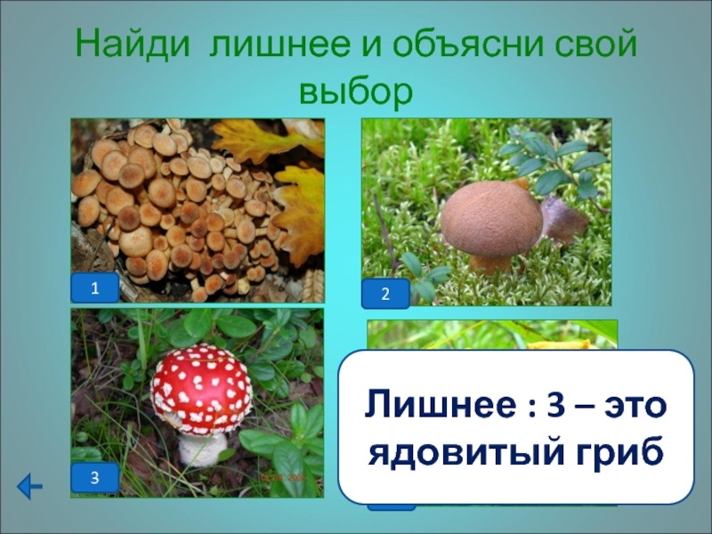 Найди лишнее и объясни свой выбор12Лишнее : 3 – это ядовитый гриб