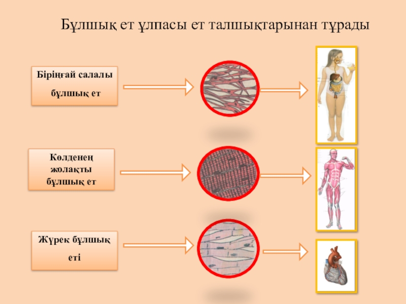 Бұлшық ет презентация