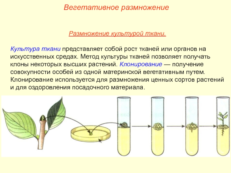 Культура тканей. Культура тканей вегетативное размножение. Вегетативное размножение растений культурой тканей. Вегетативное размножение клонирование. Размножение растений методом культуры тканей.