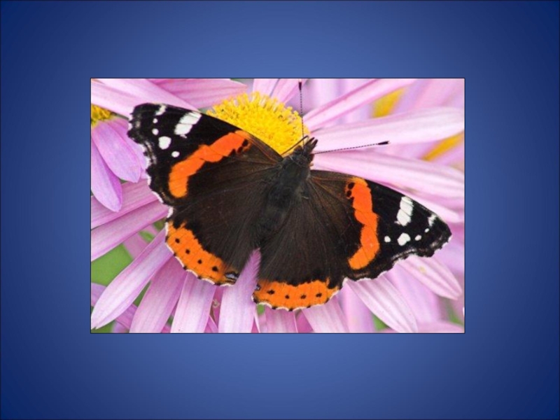 Первые бабочки весной 2 класс окружающий. Бабочка Адмирал. Весенние бабочки окружающий мир. Бабочка Адмирал 1 класс. Проект про бабочек.