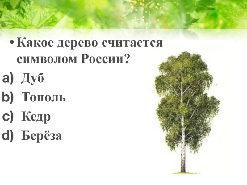 Береза дуб тополь. Какое дерево символ России. Какое дерево считают символом России. Какие деревья символы России. Дерево символизирующее Россию.