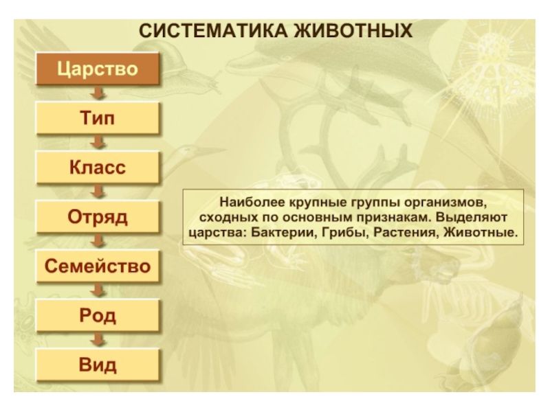 Биология 8 класс основные категории систематики животных. Систематика животных. Систем актика животных. Систематика животных классы. Систематика животных 7 класс.