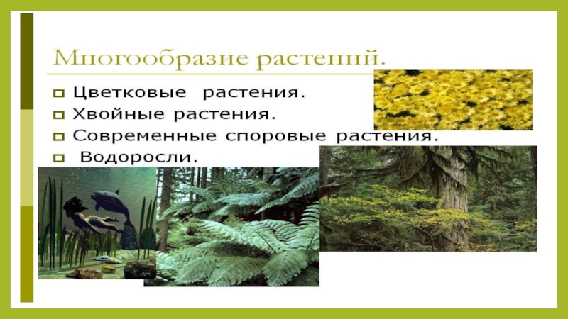 Презентация многообразие растений и их значение в природе 9 класс